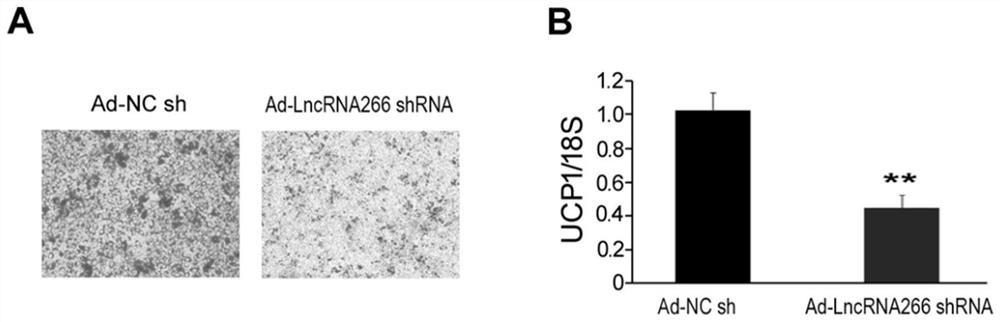 Application of lncrna-266 in the preparation of drugs for inducing brown adipocyte differentiation