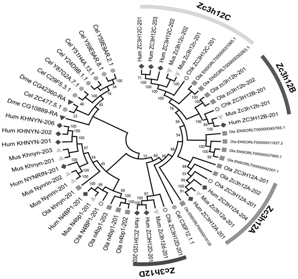 Application of ZC3H12b gene or protein and establishment method of hepatic disease animal model