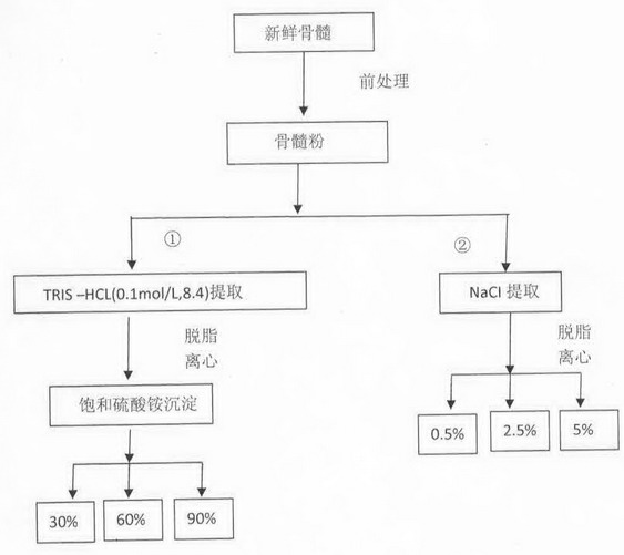 A kind of preparation method and application of bone marrow protein