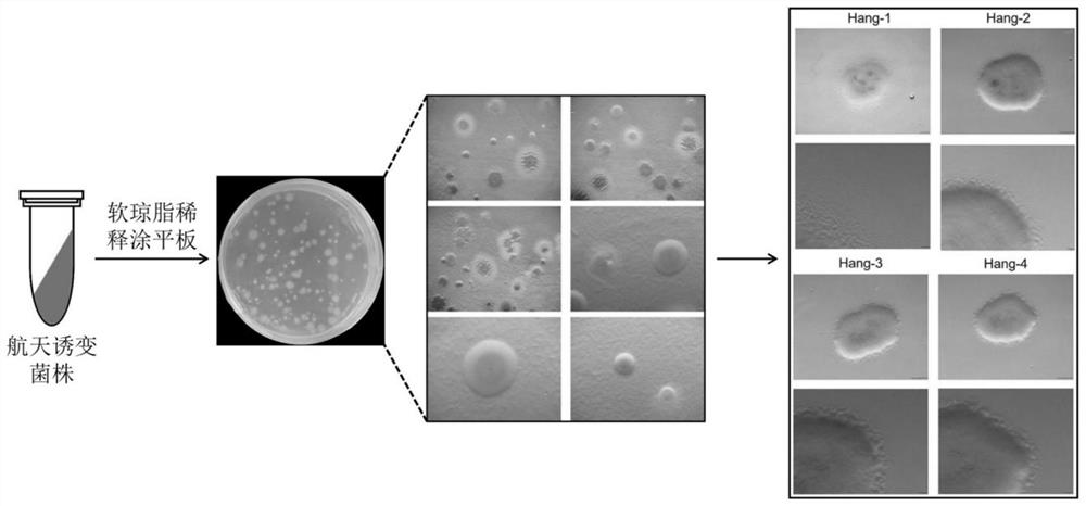 Method for rapidly screening space mutation variant strains of myxobacteria