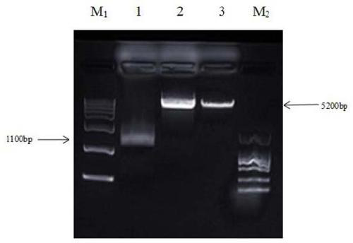 Hybridoma cell strain capable of secreting African swine fever virus p34 protein monoclonal antibody, monoclonal antibody and application