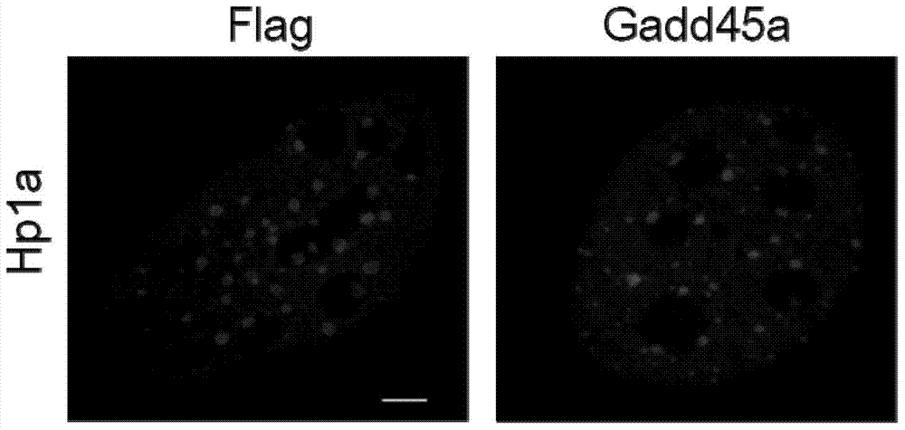 Approaches to Altering Cell Fate