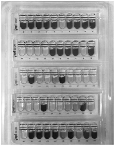 Applications of lactobacillus plantarum S58 in preparation of products for relieving damage of spicy food to digestive system