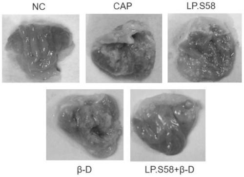 Applications of lactobacillus plantarum S58 in preparation of products for relieving damage of spicy food to digestive system