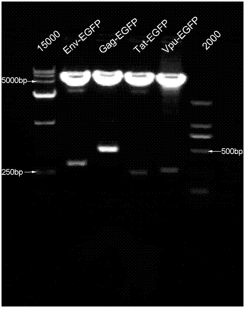 Construction and function test of double-long-hairpin RNA (Ribonucleic Acid) expression element for inhibiting HIV-1 (Human Immunodeficiency Virus-1)