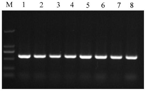 A strain of Pichia monteriti and its application