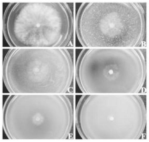 A strain of Pichia monteriti and its application