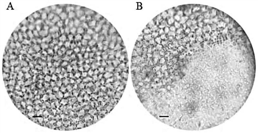 A pathogenic bacterium of kelp albinism