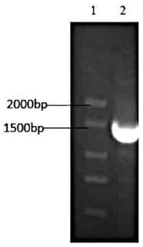 A pathogenic bacterium of kelp albinism