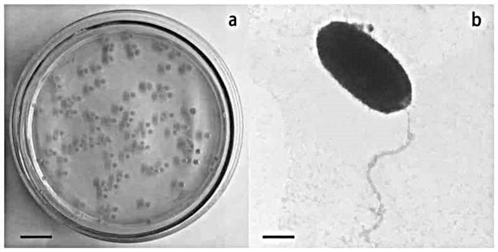 A pathogenic bacterium of kelp albinism