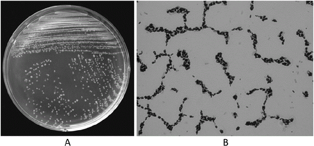 Strain of antagonistic poplar colletotrichumgloeosporioides and application thereof