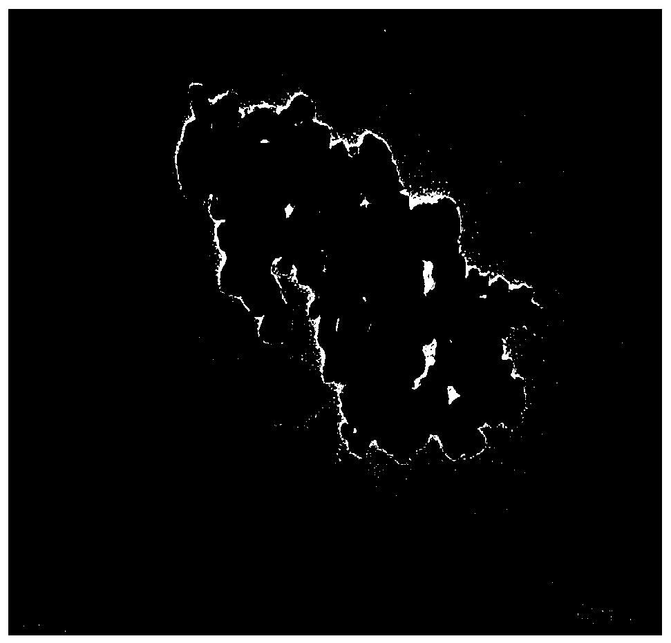 Silver-loaded nanometer titanium dioxide sol, preparation method and applications thereof