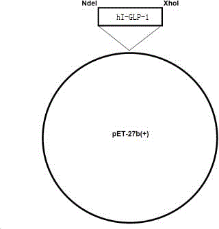 Preparation method of liraglutide intermediate polypeptide