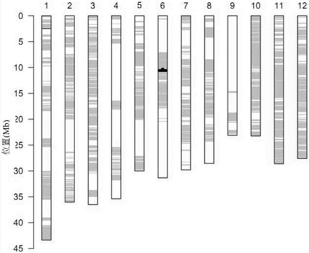 Recombinant nucleic acid fragment RecCR010169 and detection method thereof