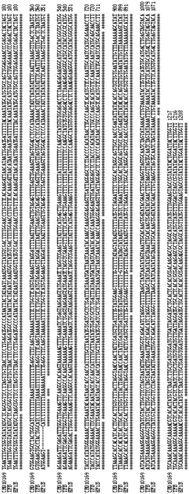 Recombinant nucleic acid fragment RecCR010169 and detection method thereof