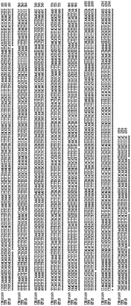 Recombinant nucleic acid fragment RecCR010169 and detection method thereof