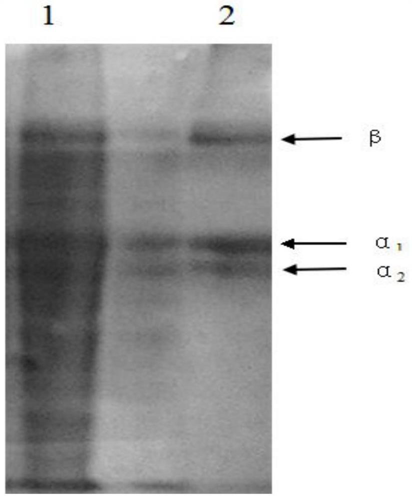 A kind of medical collagen dressing and its preparation method and application