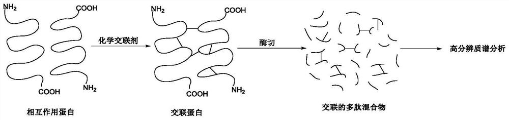 A protein chemical cross-linking agent and its preparation method and application