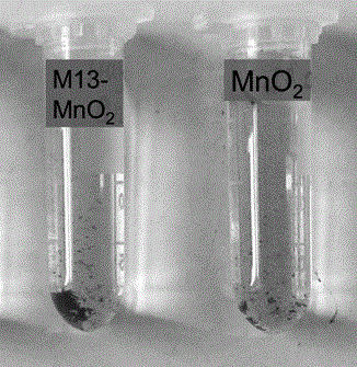 Method for synthesizing manganese dioxide nanowire by using filamentous phage template and application of manganese dioxide nanowire