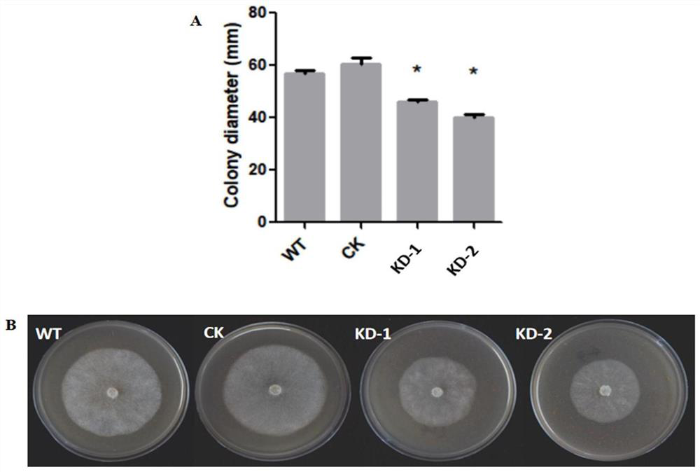 Key proteins for regulating and controlling secretion of extracellular vesicles from phytophthora capsici as well as coding gene and application thereof