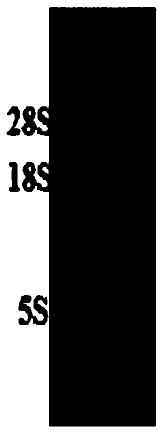 Anti-cea antigen vhh domain and bispecific antibody containing it