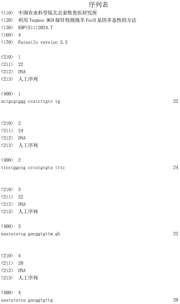 Method for detecting sheep FecB gene polymorphism through Taqman MGB probe