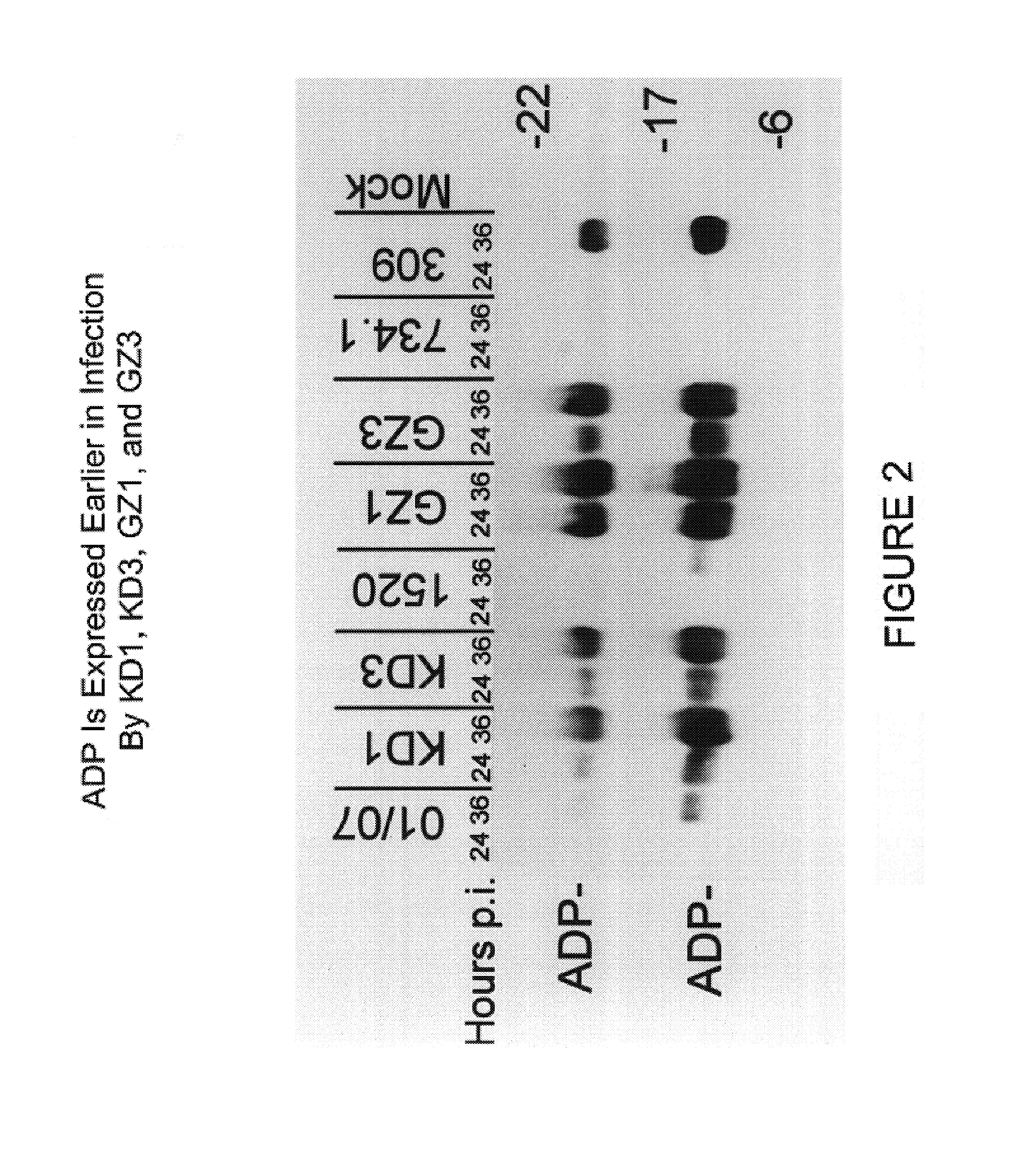 Replication-competent anti-cancer vectors