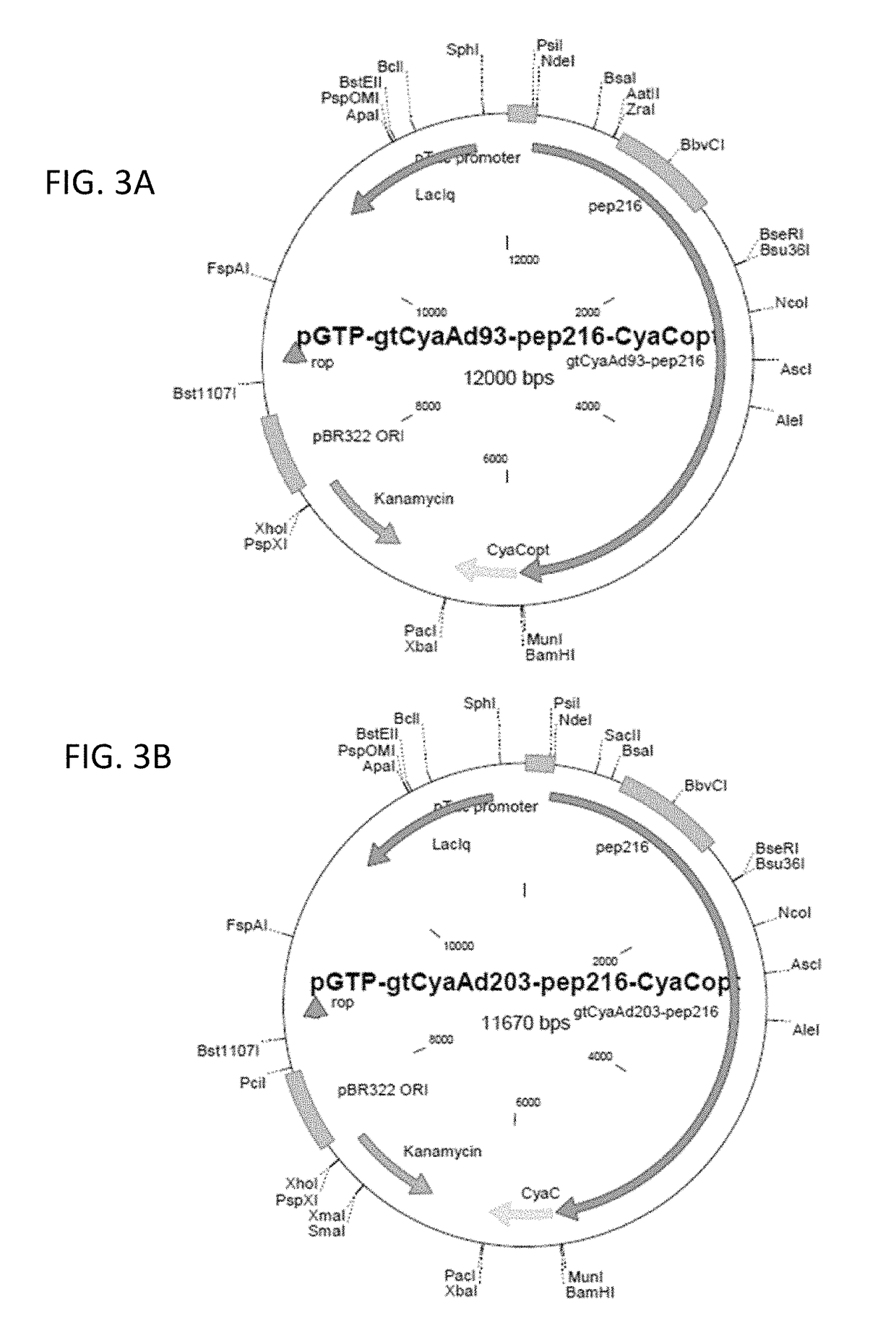 CyaA-based chimeric proteins comprising a heterologous polypeptide and their uses in the induction of immune responses