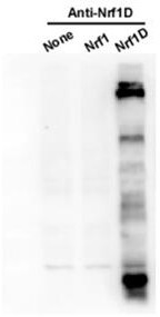 Immunogen for obtaining nrf1d protein antibody, nrf1d protein antibody and elisa detection kit