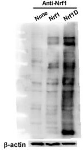 Immunogen for obtaining nrf1d protein antibody, nrf1d protein antibody and elisa detection kit