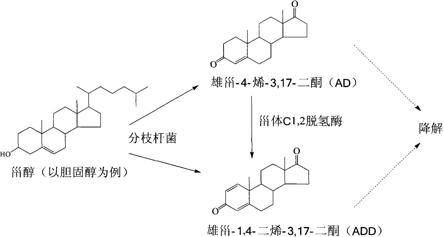 3-sterone-delta[1]-dehydrogenase gene, relevant carriers, engineering strains and applications thereof