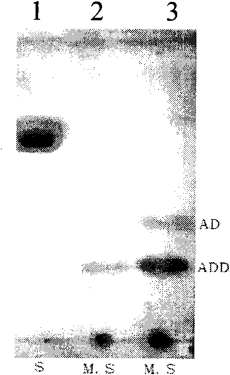 3-sterone-delta[1]-dehydrogenase gene, relevant carriers, engineering strains and applications thereof