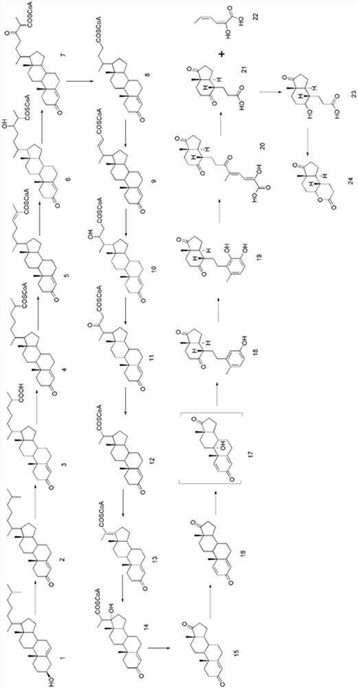 Genetically engineered bacteria and its application in the preparation of 9α,22-dihydroxy-23,24-bisnorcholest-4-en-3-one