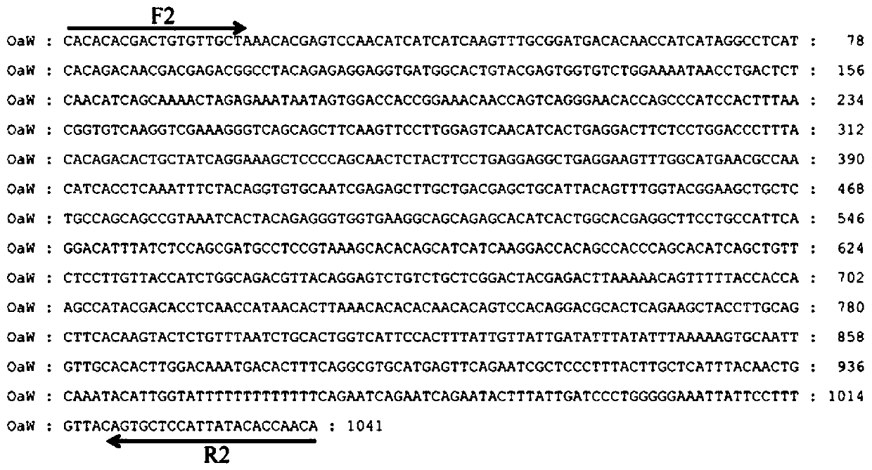 Sex chromosome specific molecular marker of Oreochromis aureus and genetic sex identification and monosexual fish production method based on the same