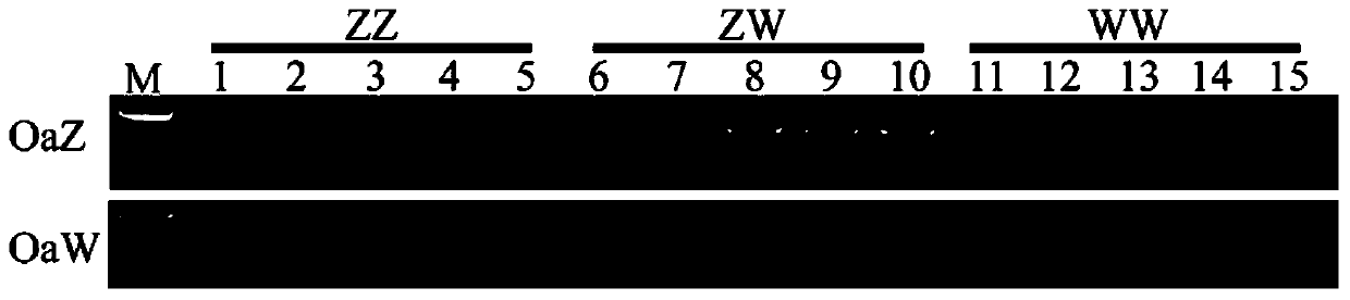 Sex chromosome specific molecular marker of Oreochromis aureus and genetic sex identification and monosexual fish production method based on the same