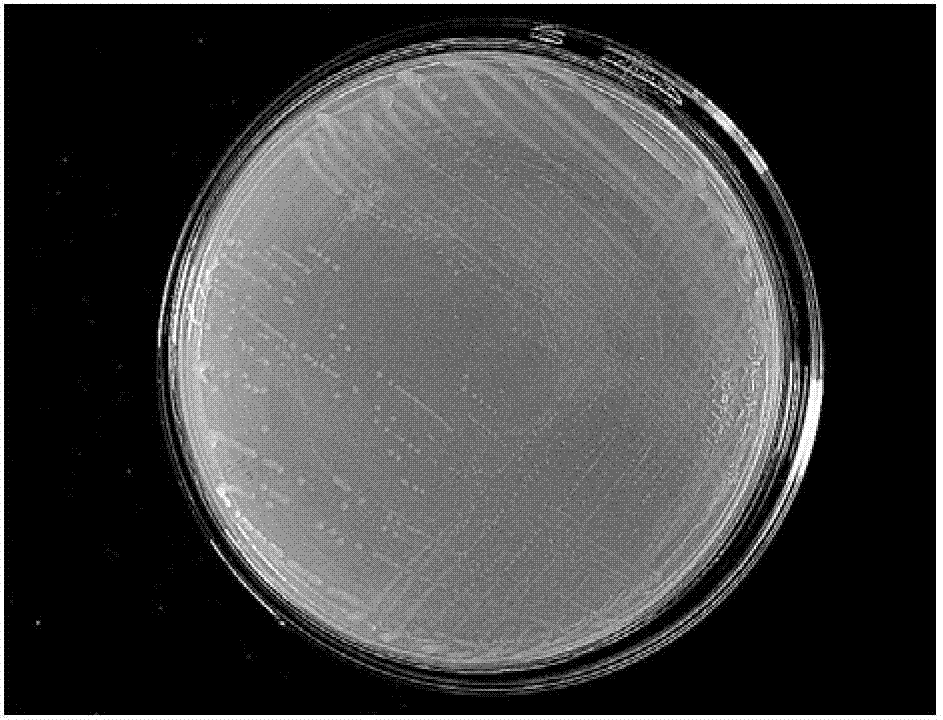 Enterobacter cloacae and application of enterobacter cloacae