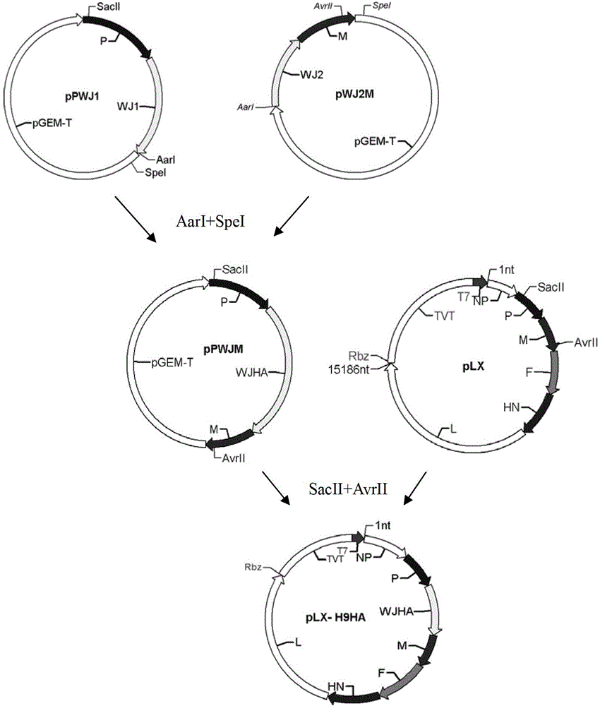 Newcastle disease virus rLX/H9HA and construction method and application thereof