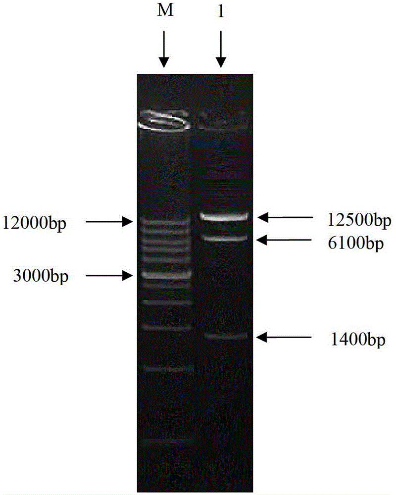 Newcastle disease virus rLX/H9HA and construction method and application thereof