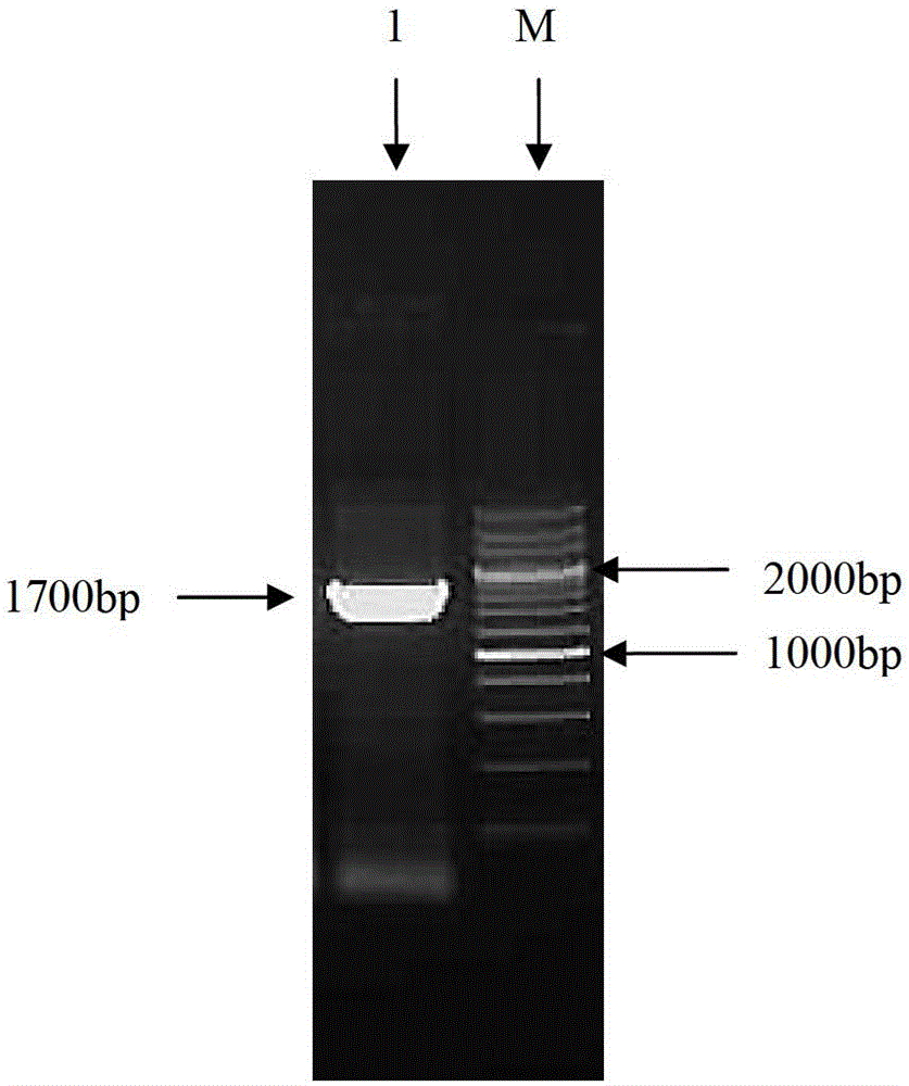 Newcastle disease virus rLX/H9HA and construction method and application thereof