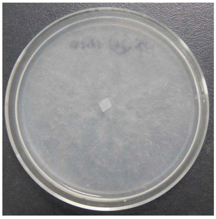 Identification method of phytophthora parasitica var.nicotianae physiological race