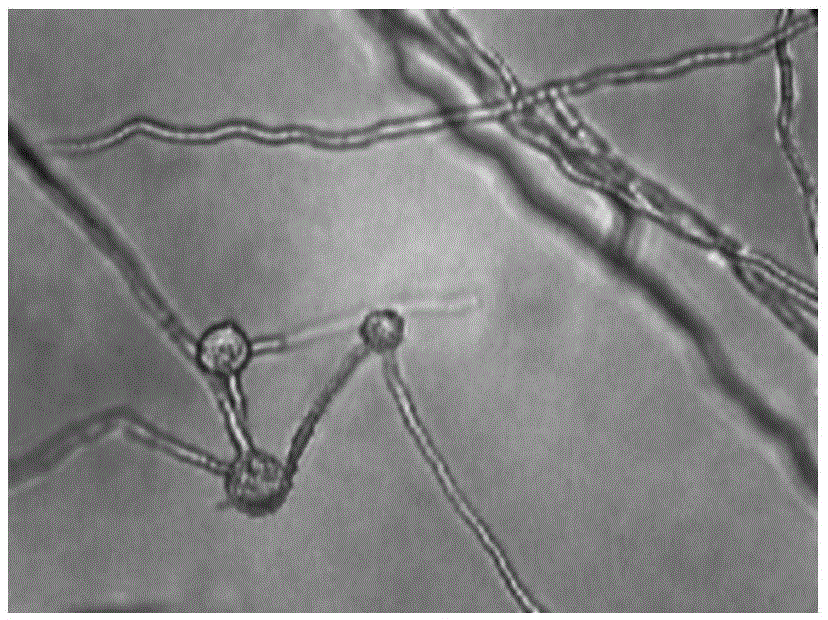 Identification method of phytophthora parasitica var.nicotianae physiological race