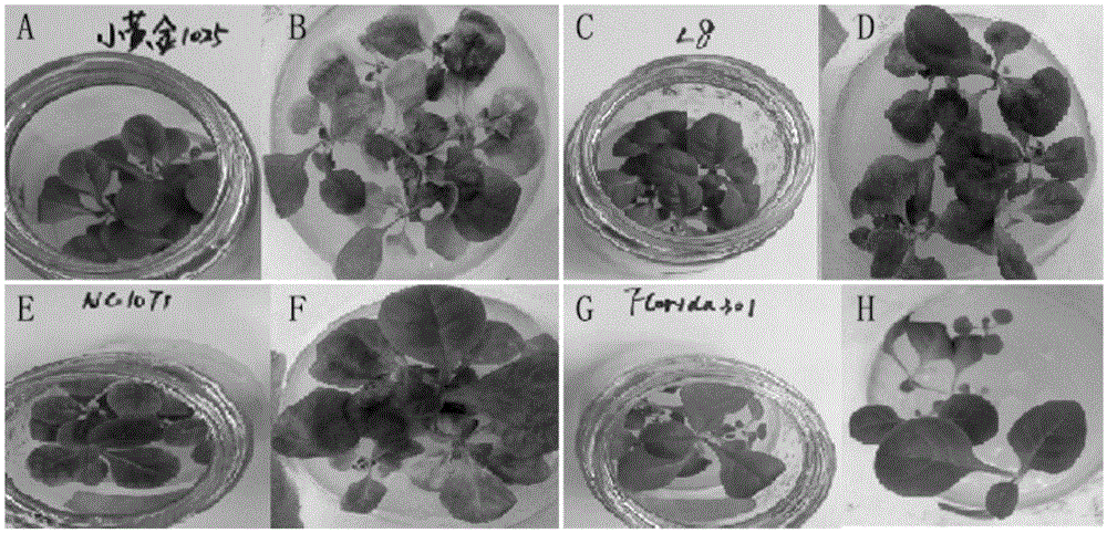 Identification method of phytophthora parasitica var.nicotianae physiological race