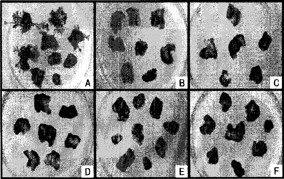 Genetic transformation method of creeping type ground-cover chrysanthemum