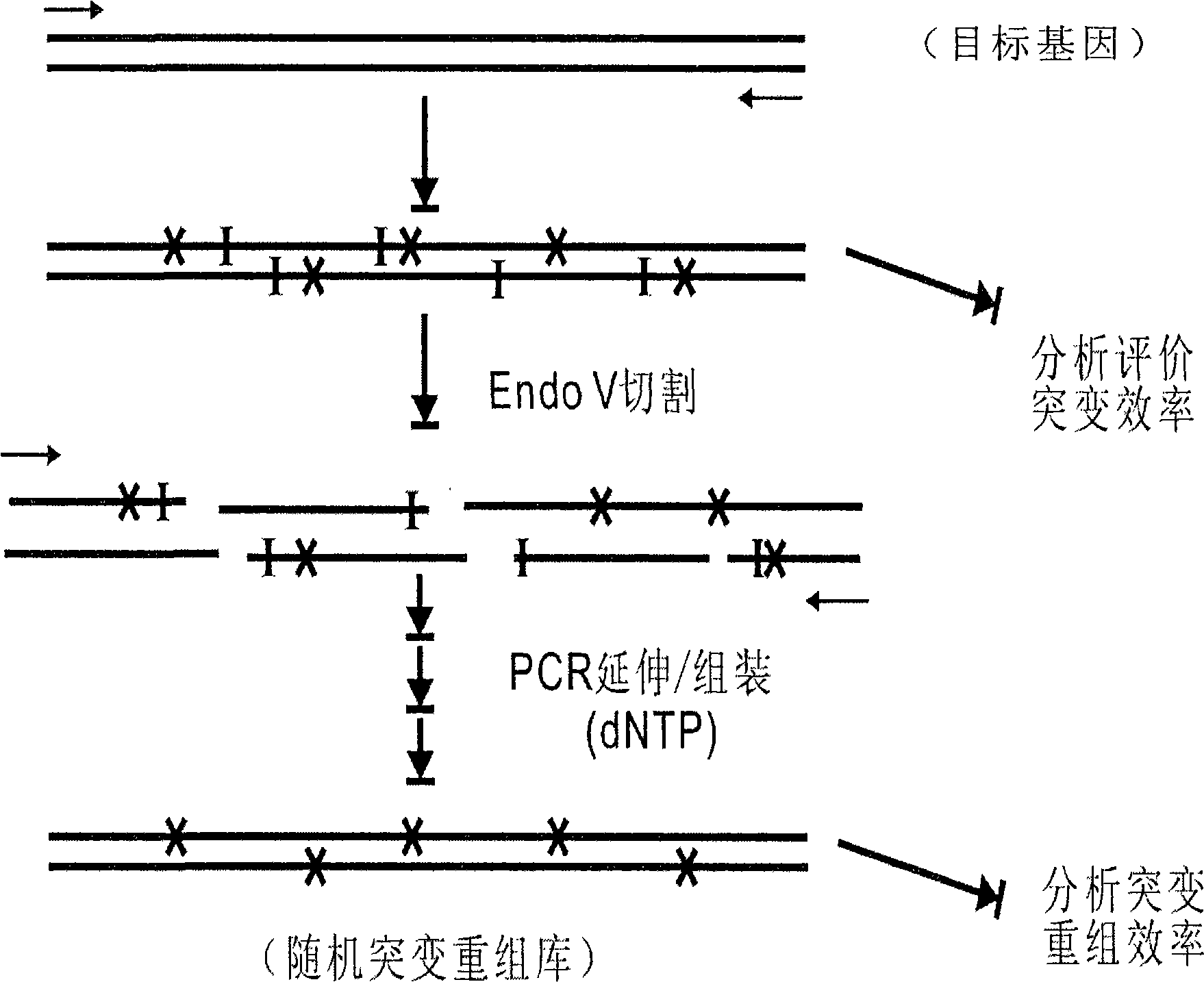 New gene mutation recombination method and application thereof