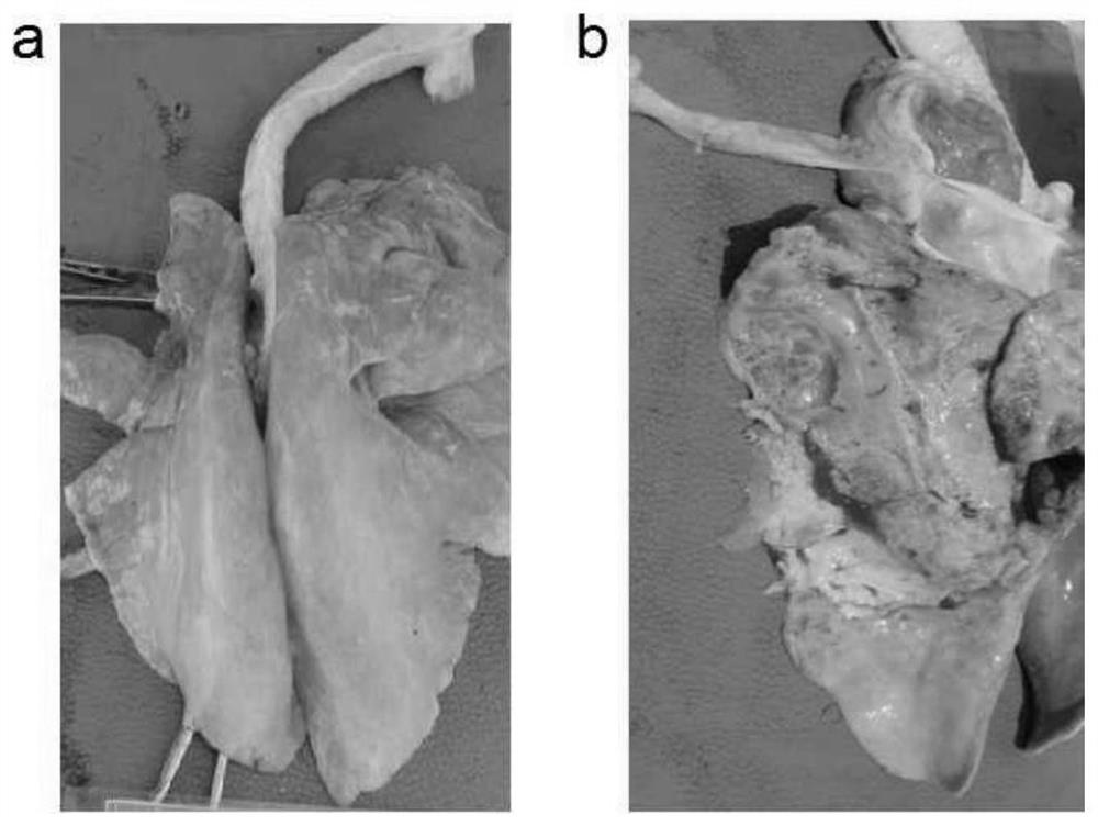 Application of Mycoplasma capricolum subsp. capricepneumonia mccp1801 in preparation of goat infectious pleuropneumoniae vaccine