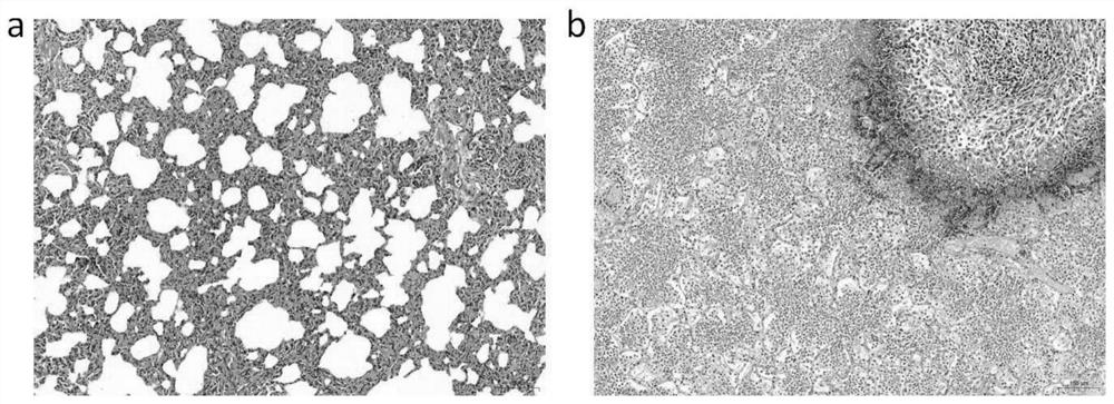 Application of Mycoplasma capricolum subsp. capricepneumonia mccp1801 in preparation of goat infectious pleuropneumoniae vaccine