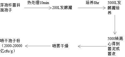 Denitrifying strain with nitrifying function, strain-containing water body improver of multiple active microorganisms and preparation method of water body improver