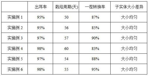 Tremella aurantialba liquid strain inoculation cultivation method