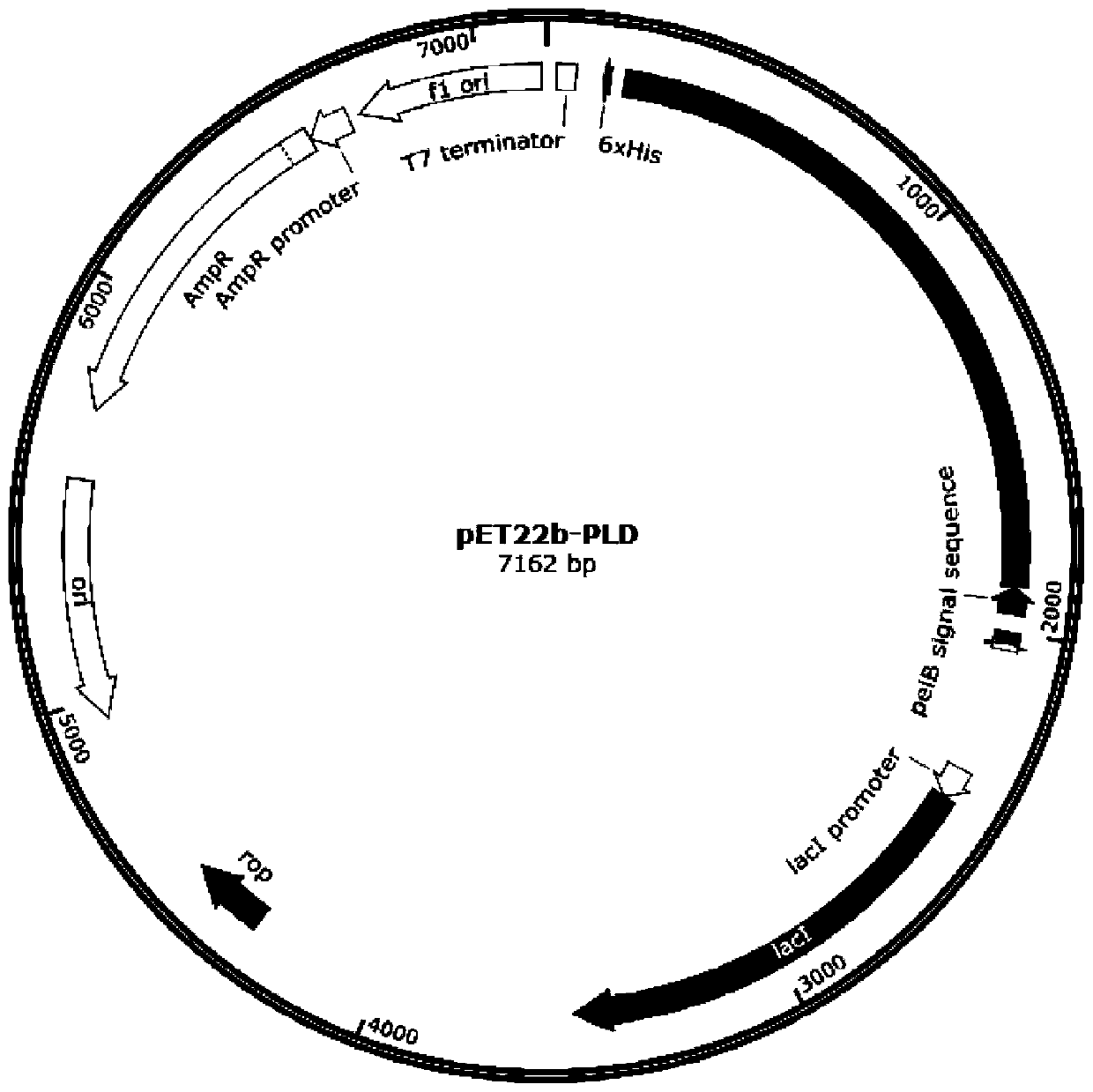 A genetically engineered bacterium producing phospholipase d and its construction method and application