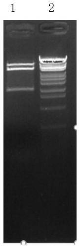 A genetically engineered bacterium producing phospholipase d and its construction method and application